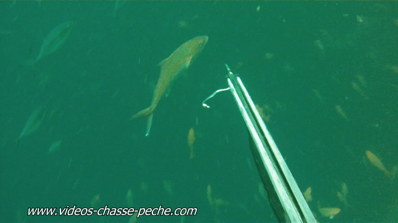 chasse sous-marine sériole